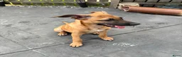 Mixed Breed dogs for sale: Female ridgeback x Dutch hearder - Advert 2