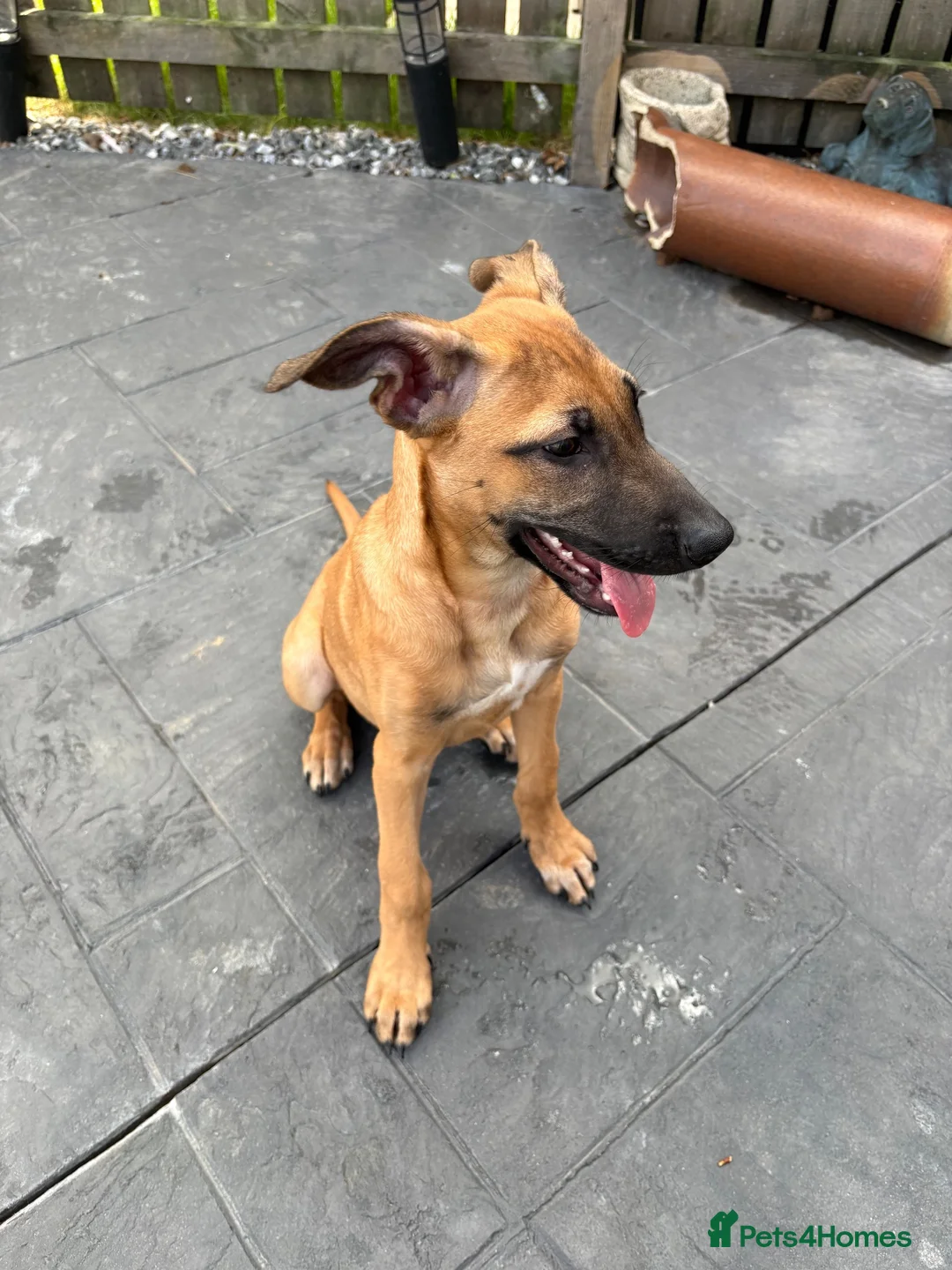 Mixed Breed dogs for sale: Female ridgeback x Dutch hearder - Advert 2