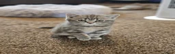 British Shorthair cats for sale: Female British shorthair kitten for sale in Dudley - Advert 6