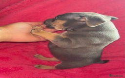 Mixed Breed dogs for sale: Beautiful chunky bully cross staffy pups tri /fawn - Image 8