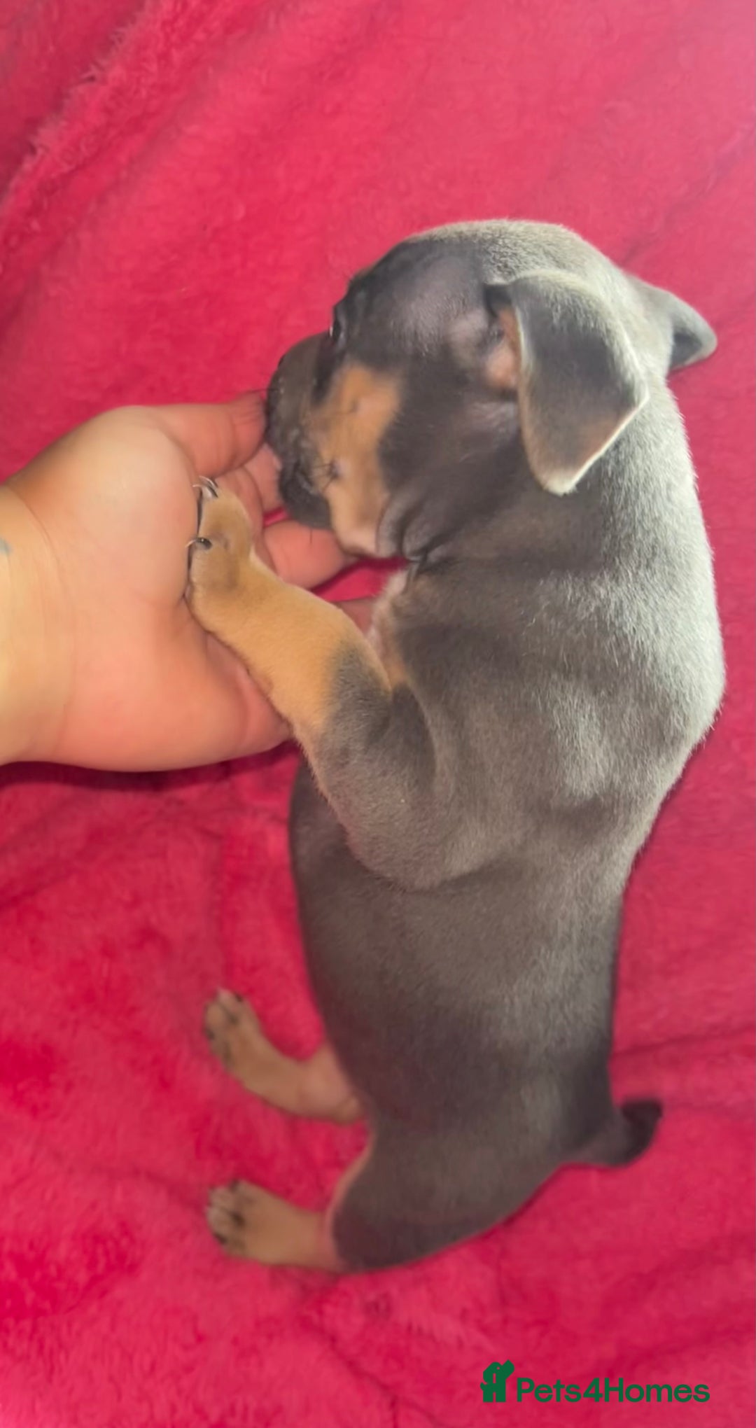 Mixed Breed dogs for sale: Beautiful chunky bully cross staffy pups tri /fawn - Image 8