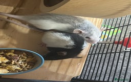 Rat rodents for sale: 2 dumbo Rex rats and one normal dumbo rat - Image 8