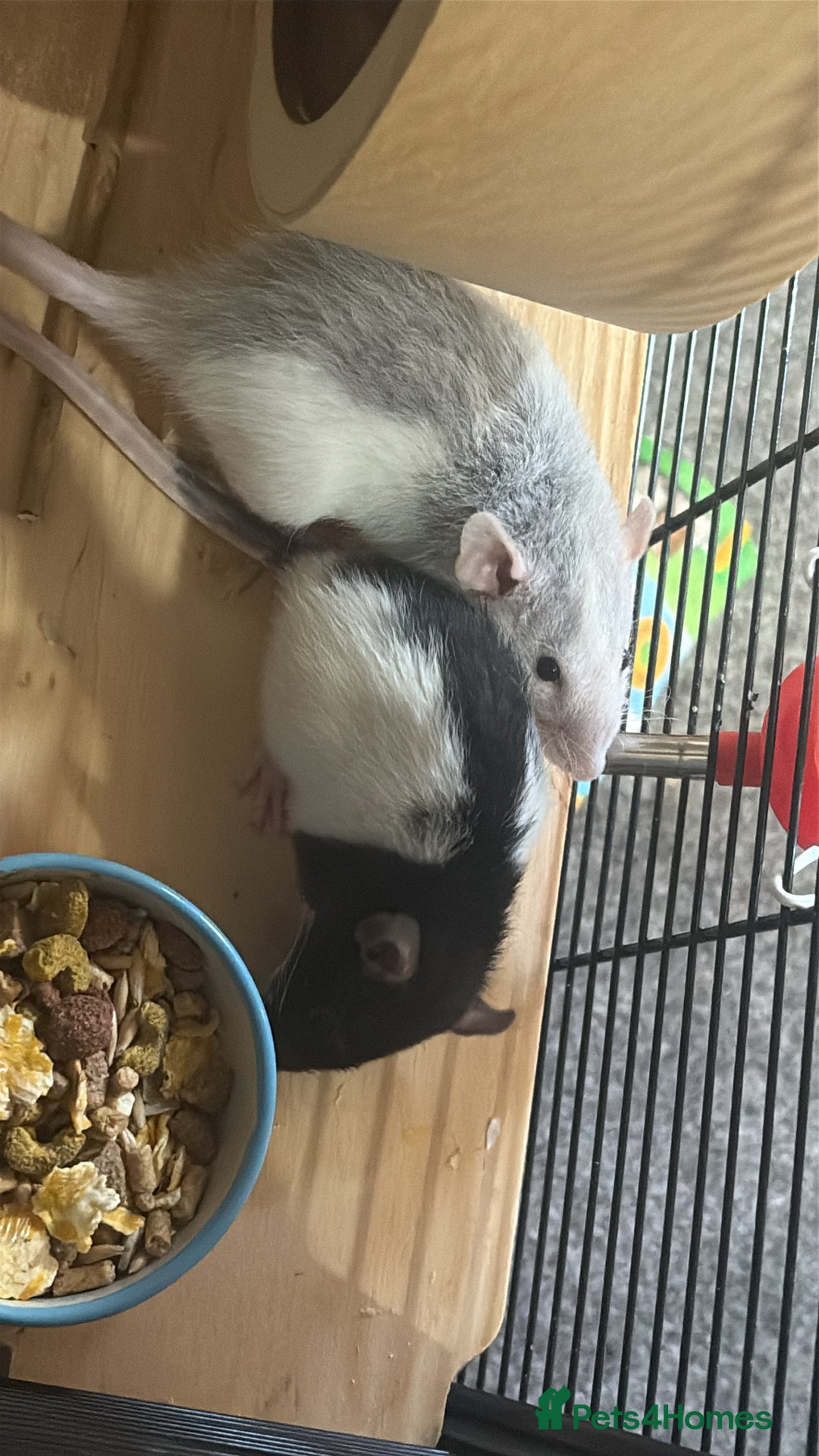 Rat rodents for sale: 2 dumbo Rex rats and one normal dumbo rat - Image 8