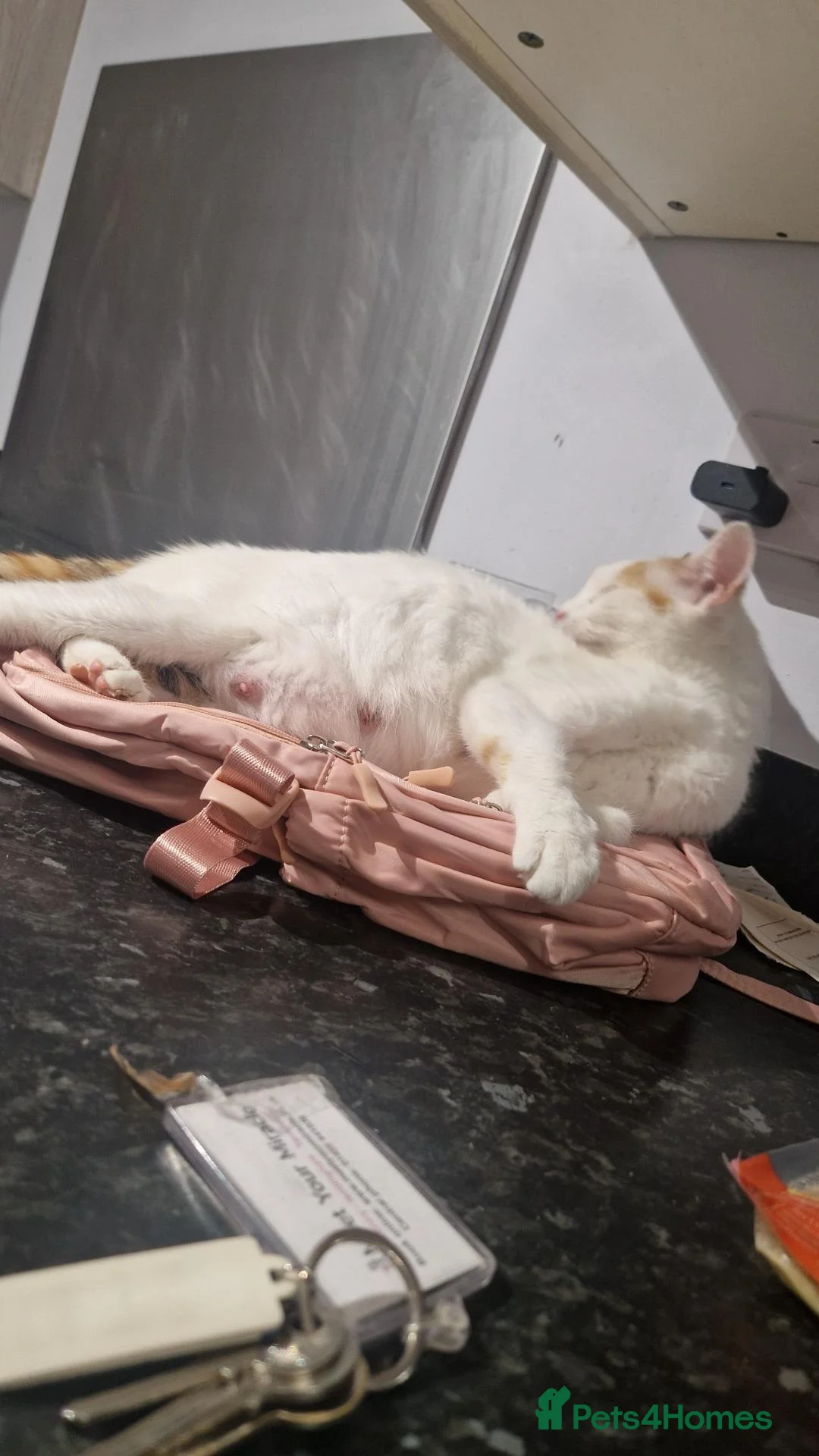 Mixed Breed cats for sale: Kittens  - Advert 1