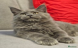 Maine Coon cats for sale: 🔥*Stunning Litter of 8💎Solid Blue Maine Coon*🔥  - Image 27
