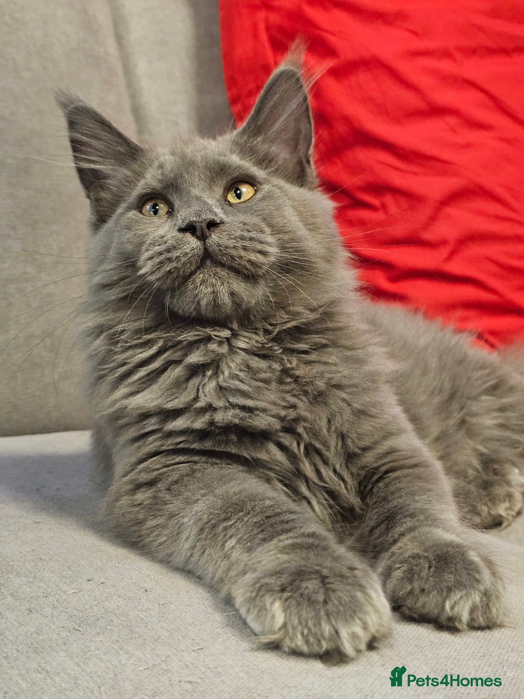 Maine Coon cats for sale: 🔥*Stunning Litter of 8💎Solid Blue Maine Coon*🔥  - Image 27