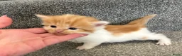 Mixed Breed cats for sale: Beautiful kittens for sale - Advert 1