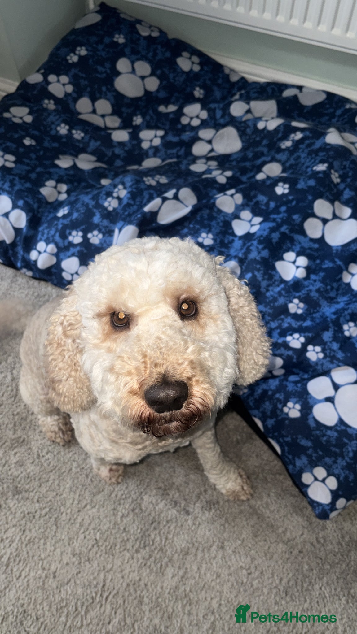 Cockapoo dogs Cockapoo Proven Stud Dog Available - Advert 1