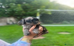 Cockapoo dogs for sale: Cockapoo pups for sale  - Image 6