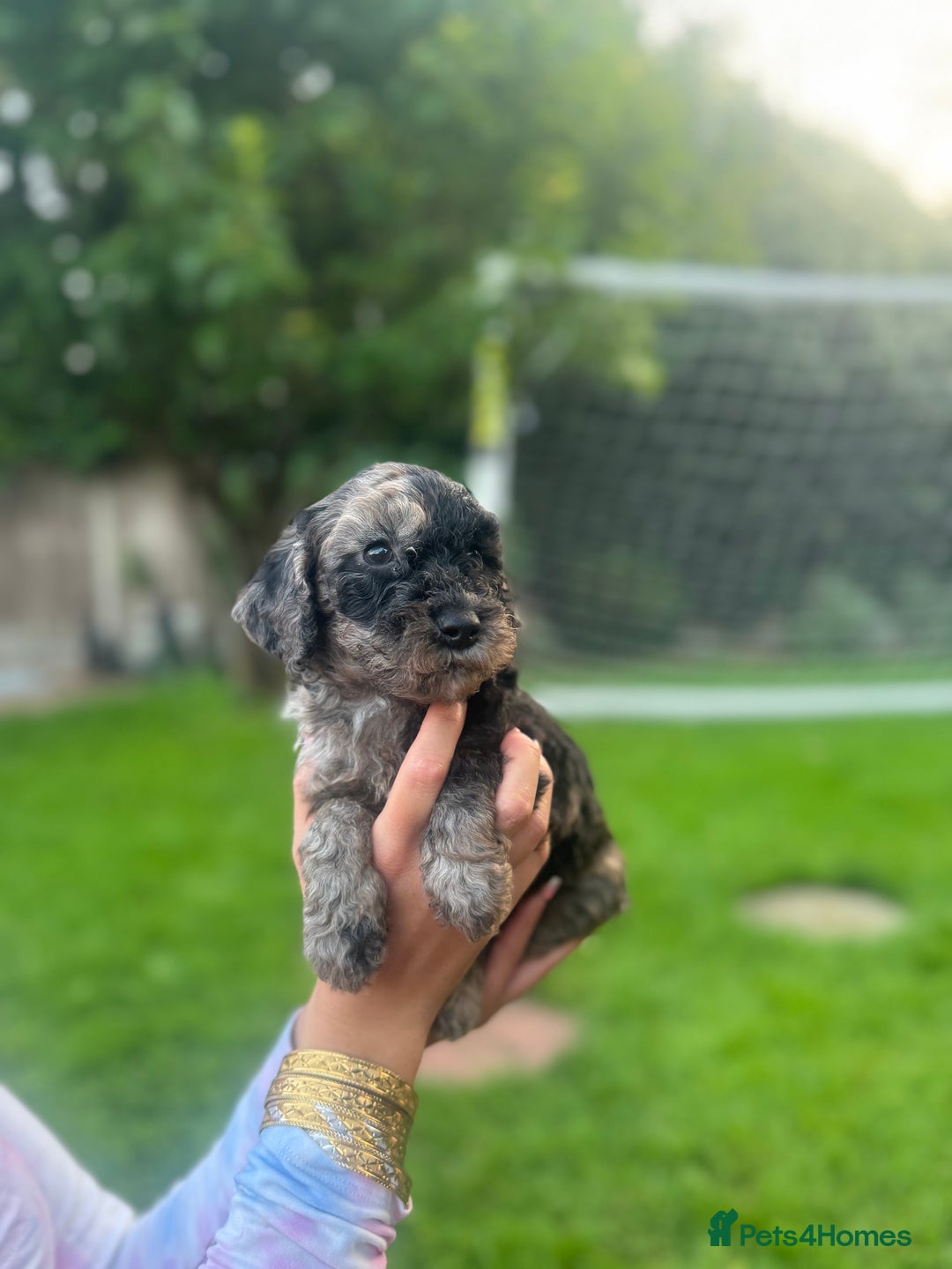 Cockapoo dogs for sale: Cockapoo pups for sale  - Image 6