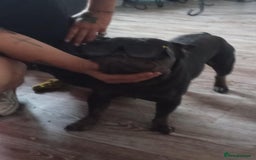 French Bulldog dogs for sale: Meat head  - Image 1