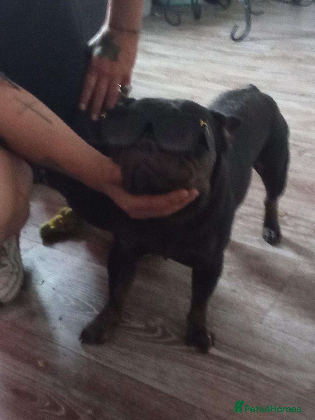 French Bulldog dogs for sale: Meat head  - Image 1