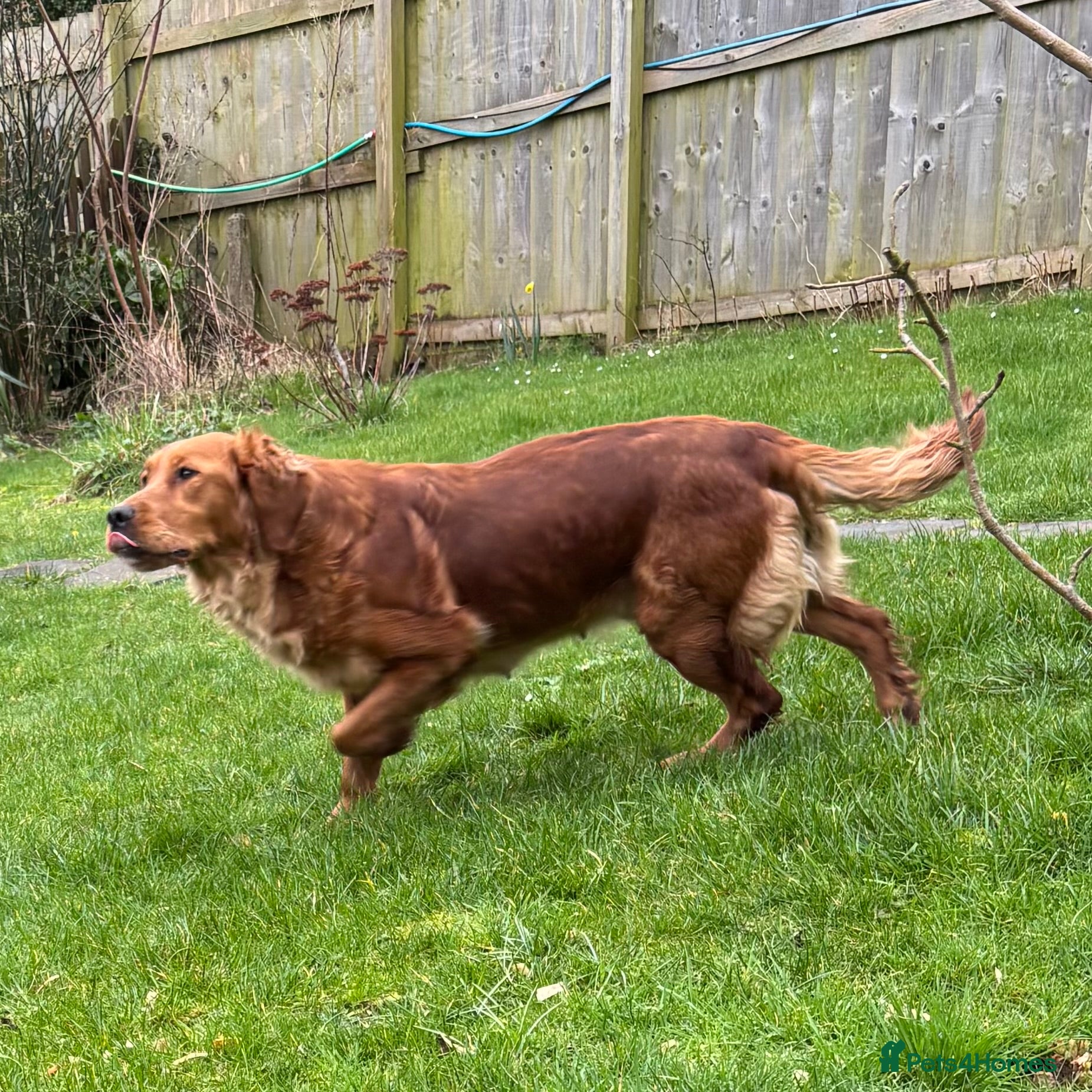 Golden Retriever dogs FOX RED PUPPIES Golden Retriever KC REG - Advert 5