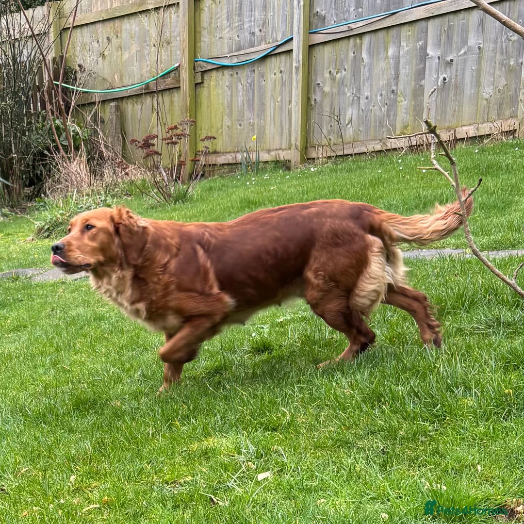 Golden Retriever dogs for sale: FOX RED PUPPIES Golden Retriever KC REG - Advert 11