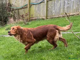 Golden Retriever dogs FOX RED PUPPIES Golden Retriever KC REG - Advert 5