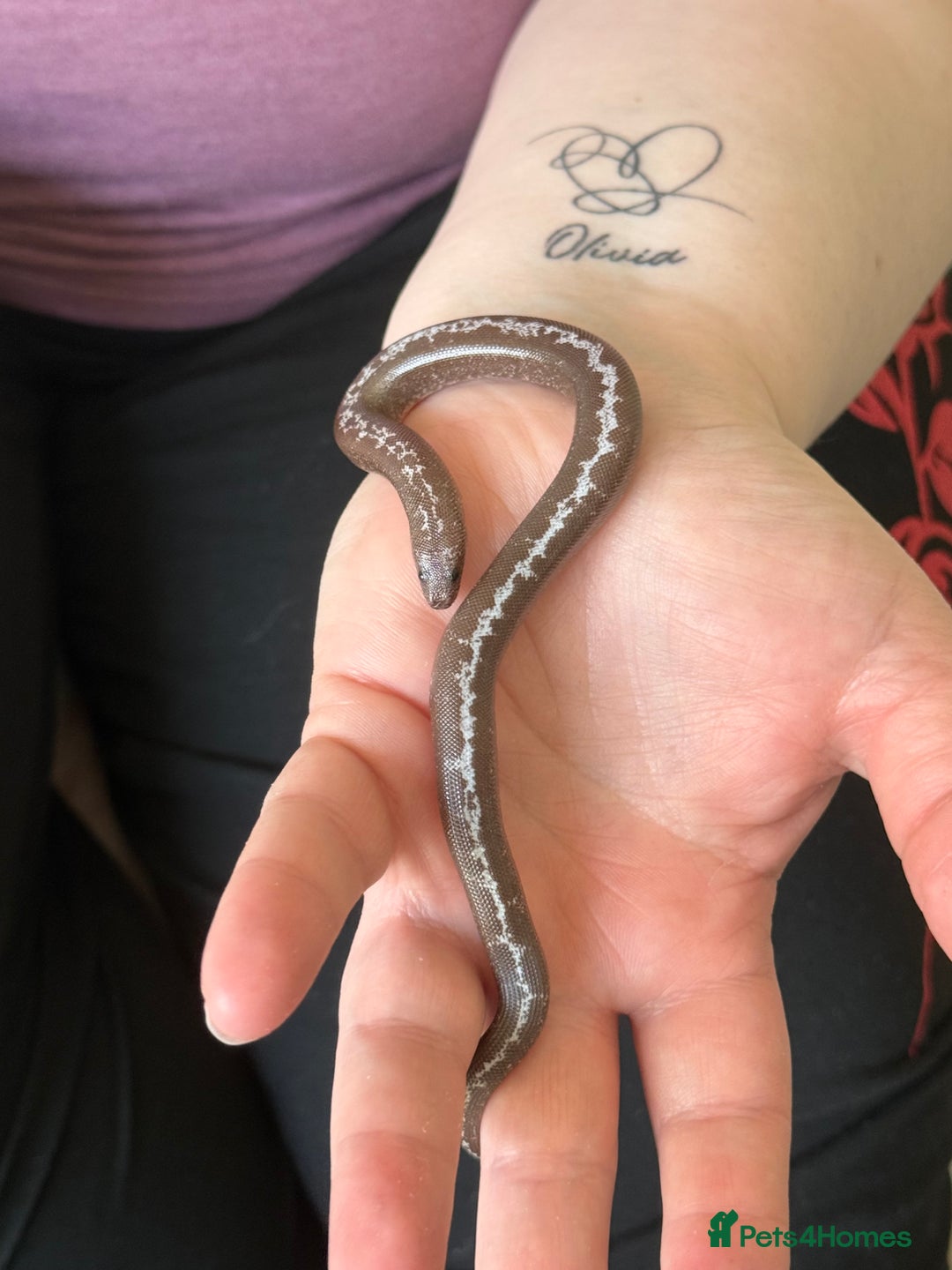 Snake reptiles for sale: Multiple snakes for sale corns and sand boas  - Image 5