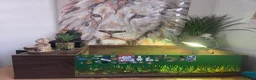 Tortoise reptiles for sale: Horsefield Tortoises 🐢  - Advert 5