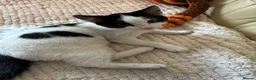 Mixed Breed cats for sale: Kitty  - Advert 3