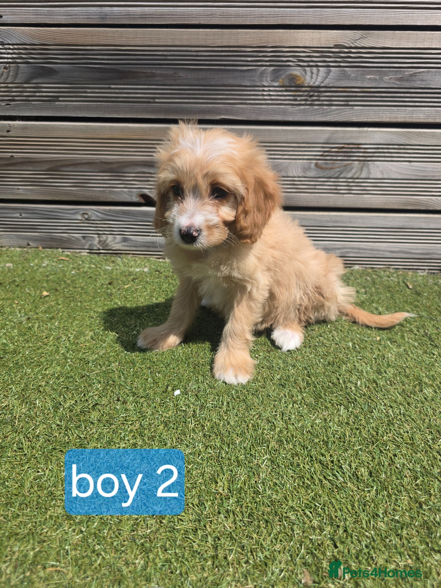 Cockapoo dogs Adorable F1 Cockapoo pups ♥️🐕🐾 - Advert 2