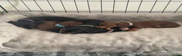 Dachshund dogs for sale: Dachshund puppies in Stourbridge - Advert 7