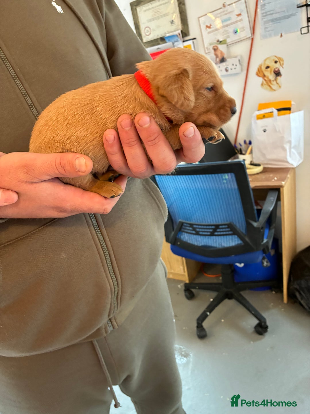 Labrador Retriever dogs for sale: 9 kc Labrador pups 1 boy available  - Advert 6