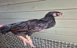Chickens poultry for sale: 9 x LF wyandottes - Image 4
