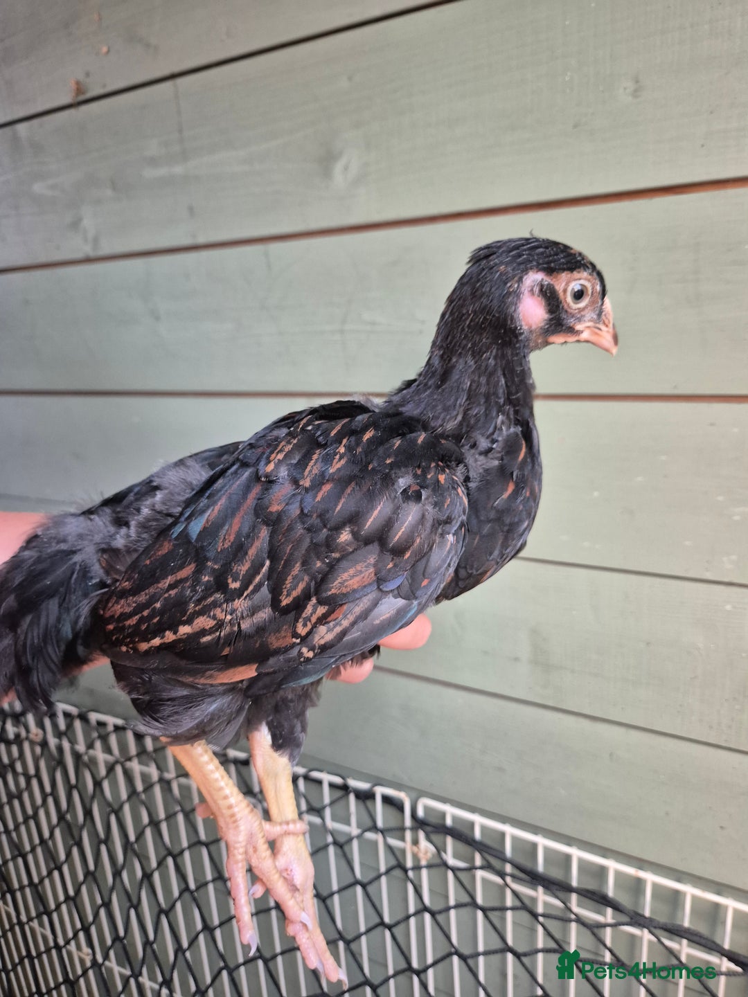 Chickens poultry for sale: 9 x LF wyandottes - Image 4