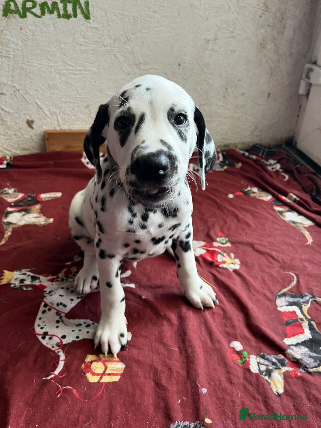 Dalmatian dogs for sale: Stunning Dalmatian puppies KC reg show winners - Advert 2