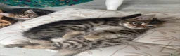 Mixed Breed cats for sale: Bengal cross kittens - Advert 13