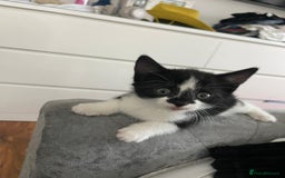 British Shorthair cats for sale: Tuxedo Kittens  - Image 5