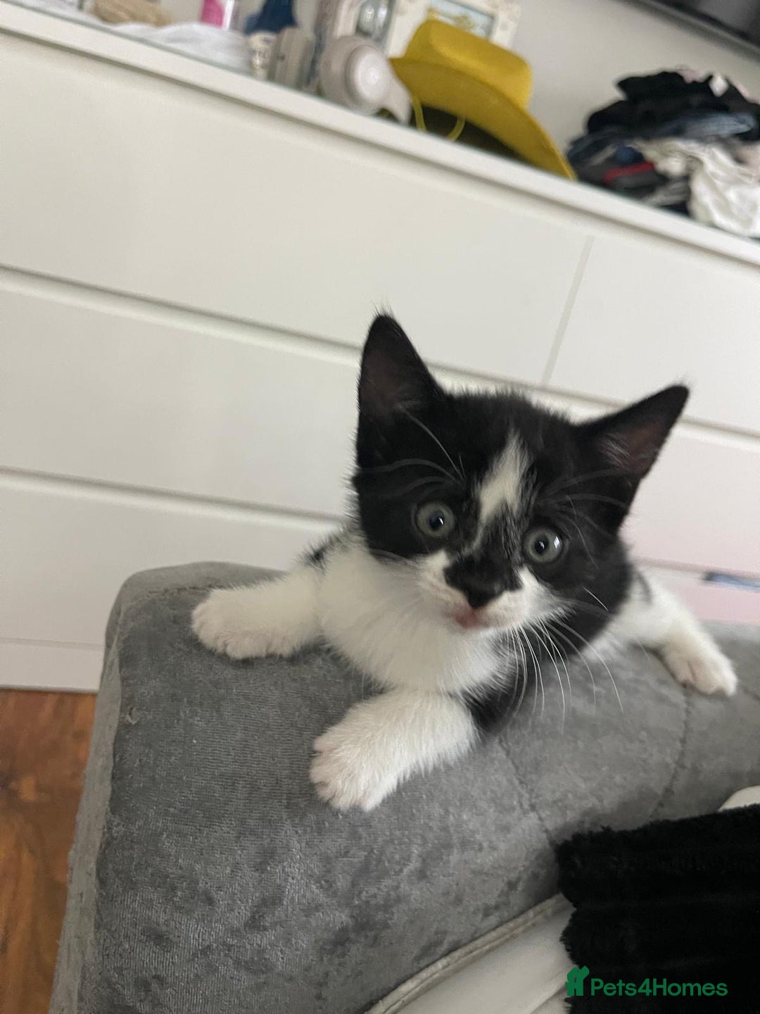 British Shorthair cats for sale: Tuxedo Kittens  - Image 5