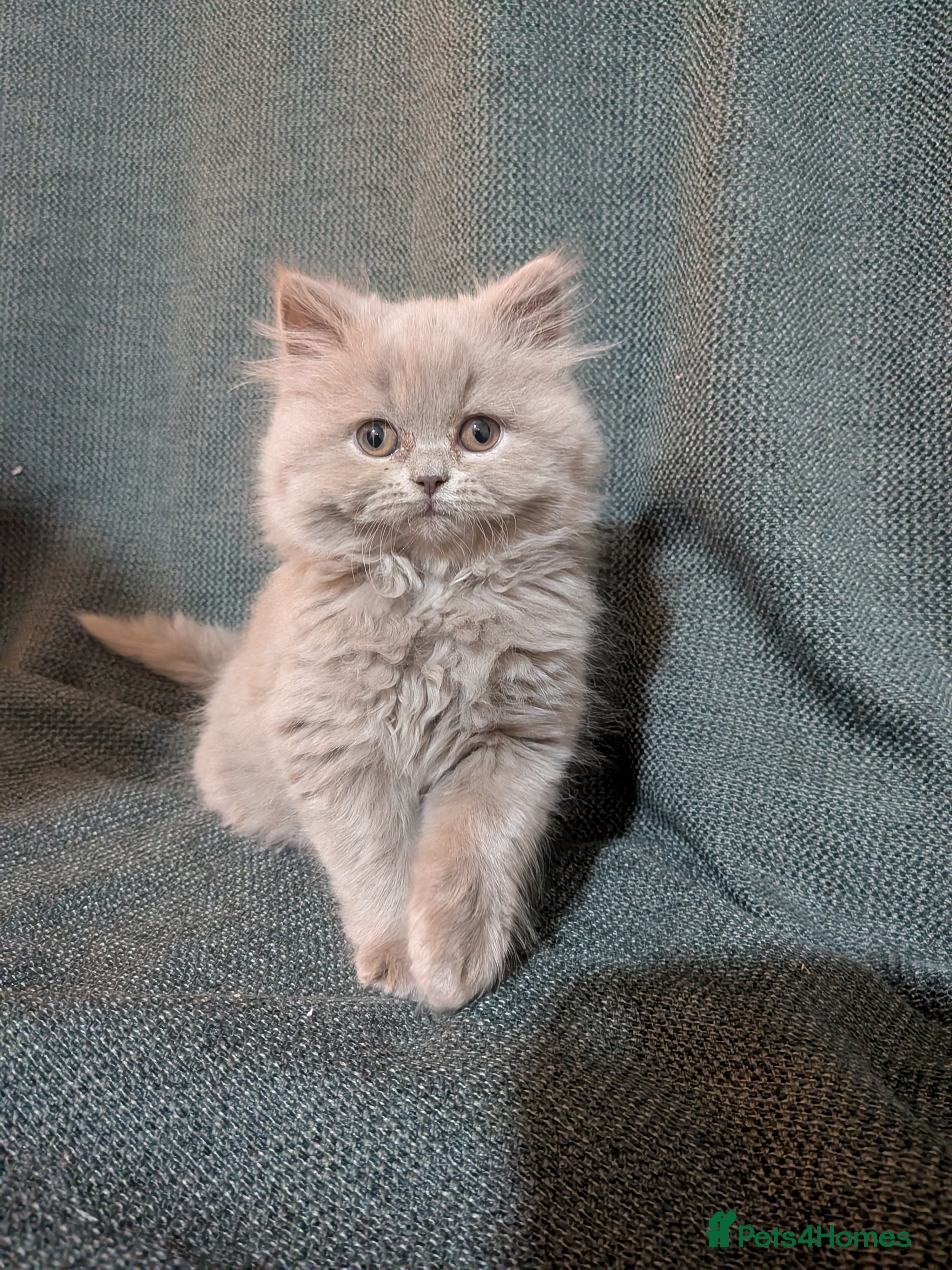 British Longhair cats Stunning British longhair kittens GCCF reg - Advert 4