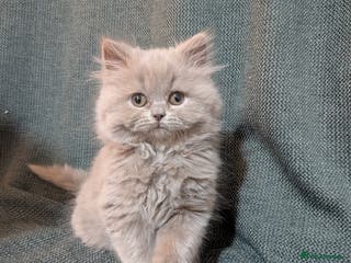 British Longhair cats Stunning British longhair kittens GCCF reg - Advert 4