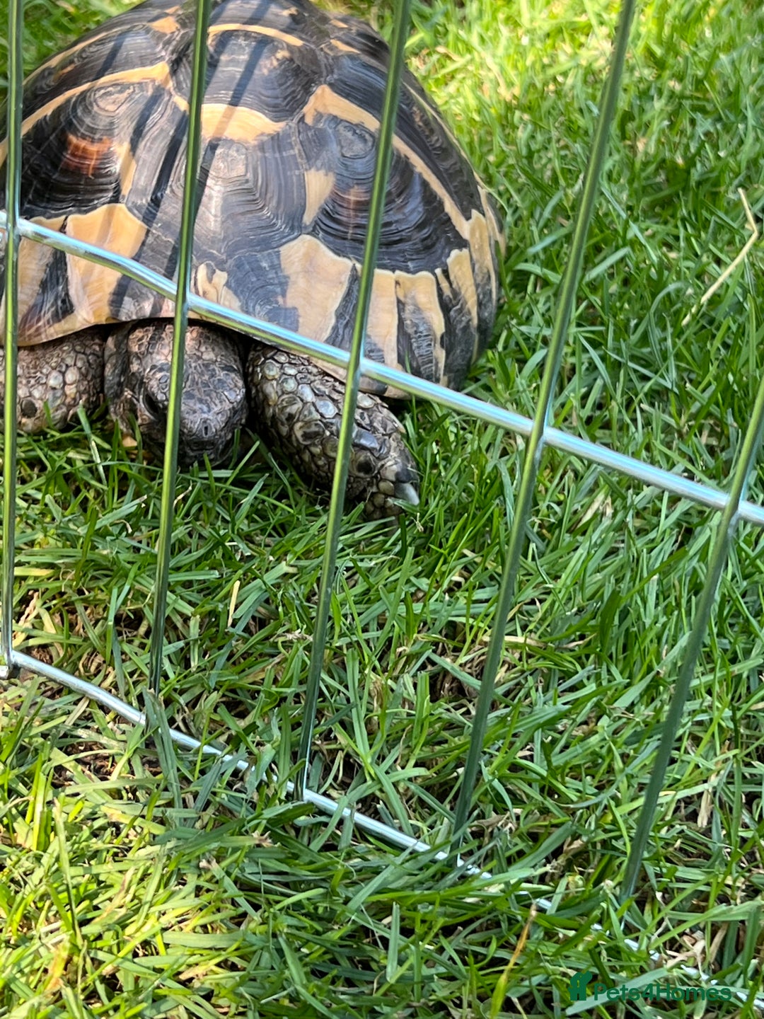 Hermann Tortoise reptiles for sale: 8 Year Old Male Hermann Tortoise - Image 5