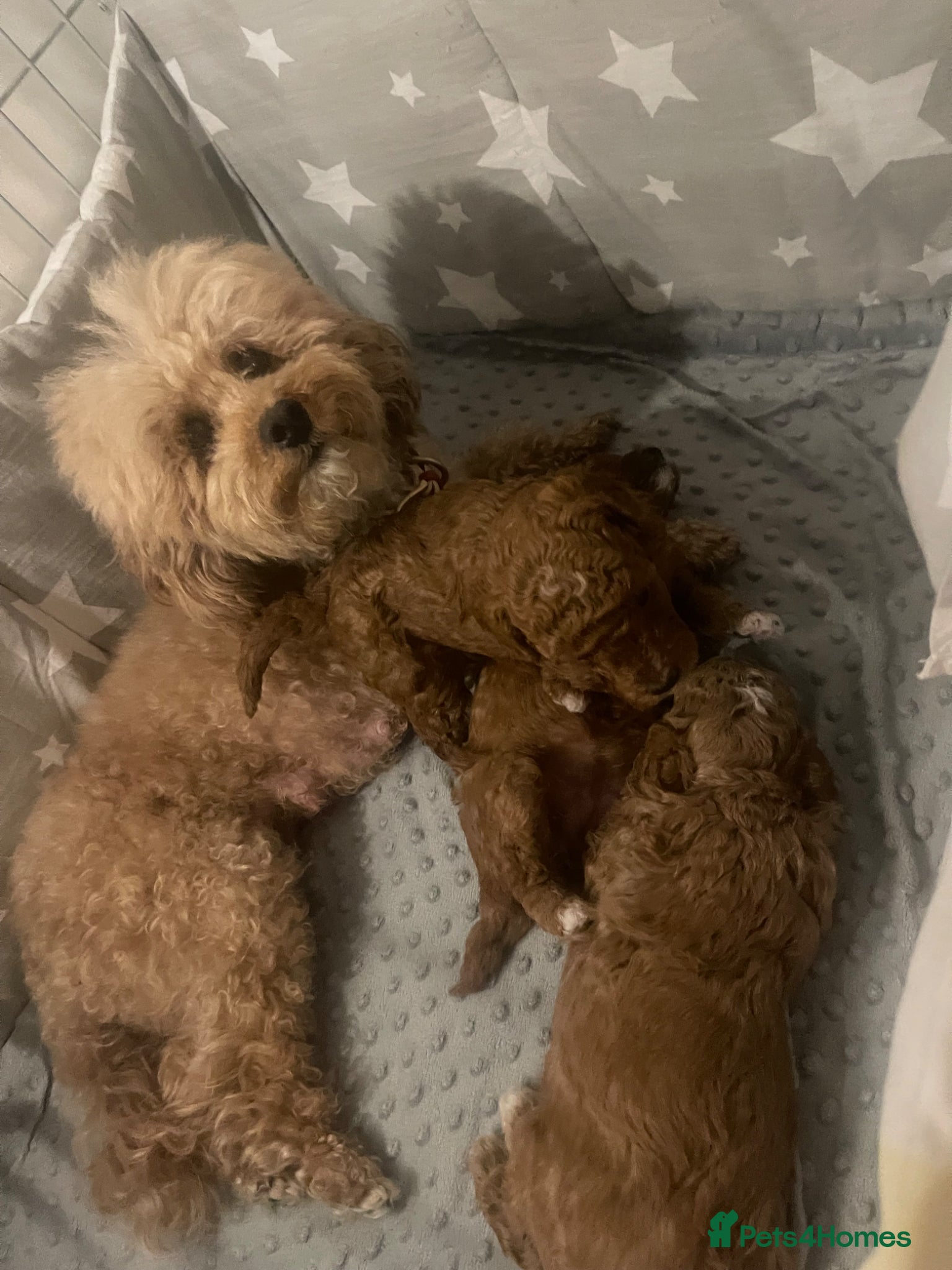 Toy Poodle dogs Toy Poodle  - Advert 1