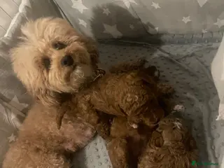 Toy Poodle dogs Toy Poodle - Advert 2