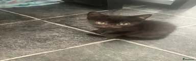 Mixed Breed Kitten 2