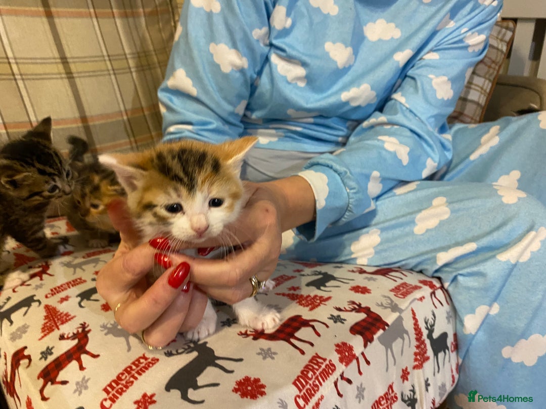 Mixed Breed cats for sale: Male tabby and Calico female  - Advert 17