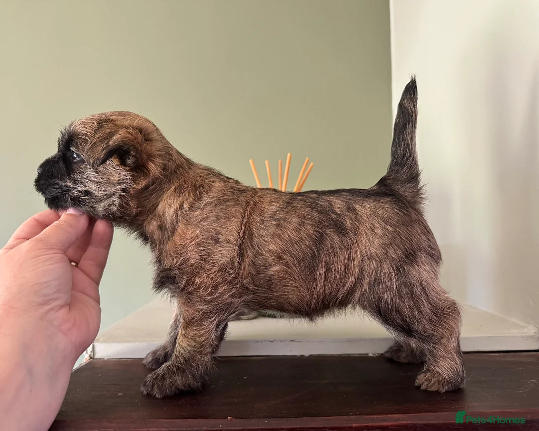 Cairn Terrier dogs for stud: Quality Health Tested & proven stud - Advert 12