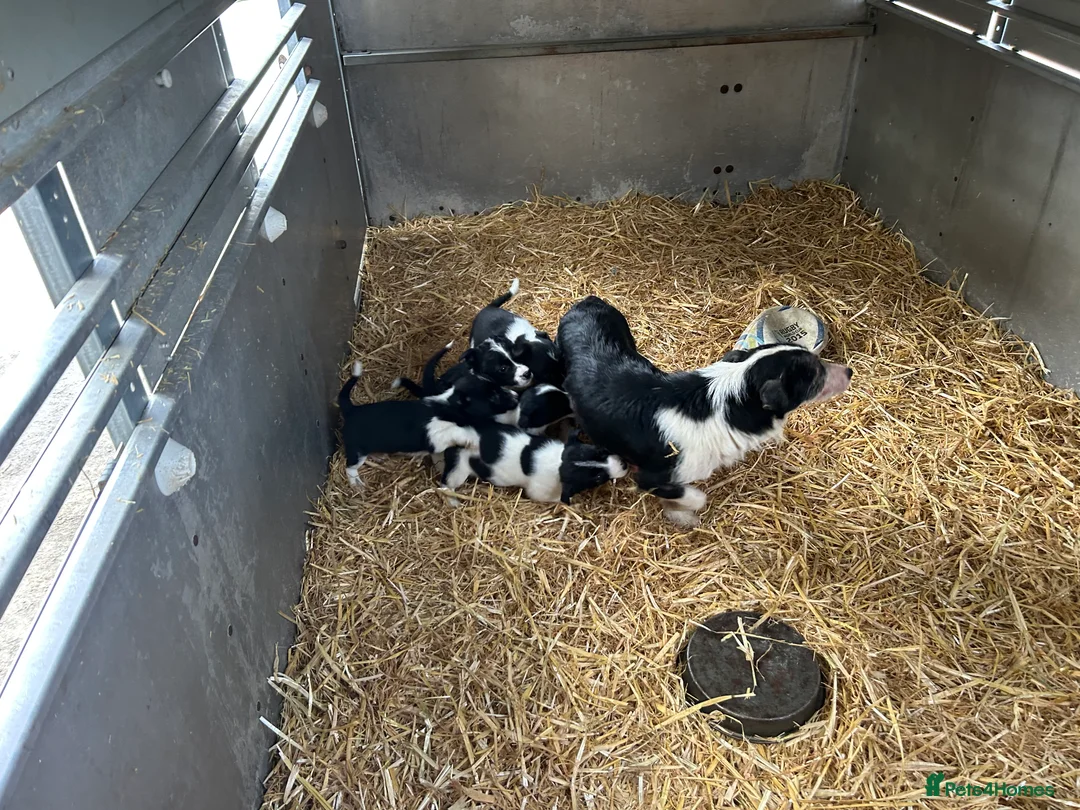 Mixed Breed dogs for sale: Miniature border collie  - Advert 5