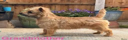 Cairn Terrier dogs for sale: KC reg pups off Health Tested lines, avail 1st Aug - Advert 12