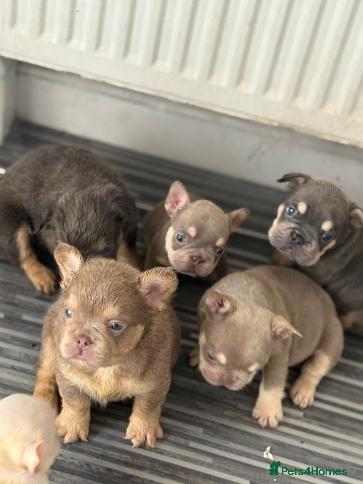 French Bulldog dogs New shade french bulldogs - Advert 18