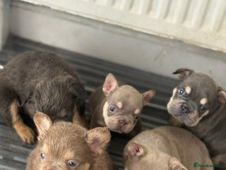 French Bulldog dogs New shade french bulldogs - Advert 13