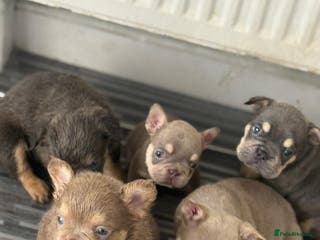 French Bulldog dogs New shade french bulldogs - Advert 7