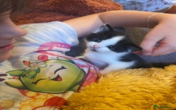 British Longhair cats for sale: British Longhair x domestic black white kittens - Image 7