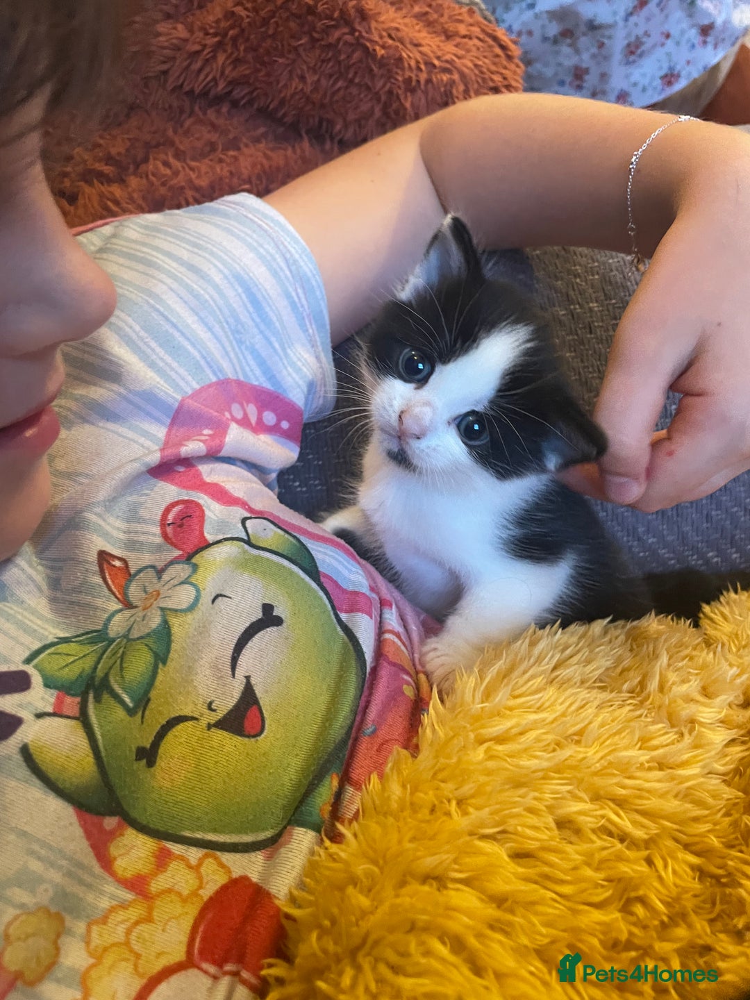 British Longhair cats for sale: British Longhair x domestic black white kittens - Image 7