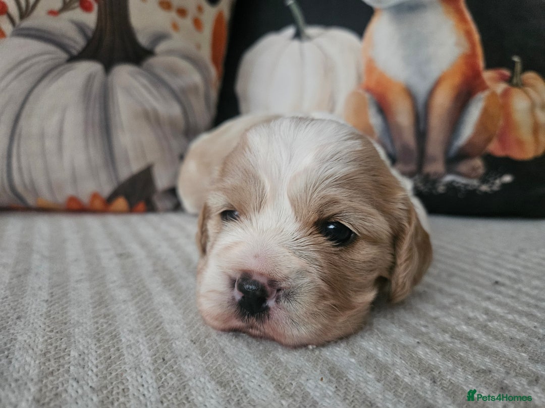 Mixed Breed dogs for sale: Cavapoo girl Ready for forever home - Advert 28