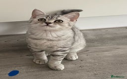 British Shorthair cats for sale:  Gorgeous  pedigree Bsh kittens Ready now  - Image 5