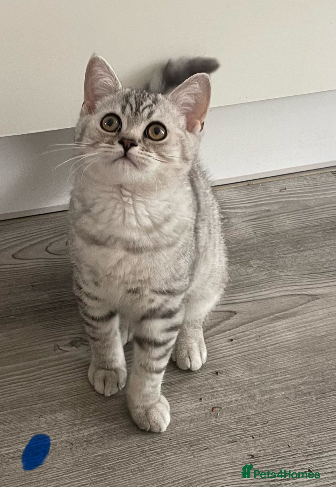 British Shorthair cats for sale:  Gorgeous  pedigree Bsh kittens Ready now  - Image 5