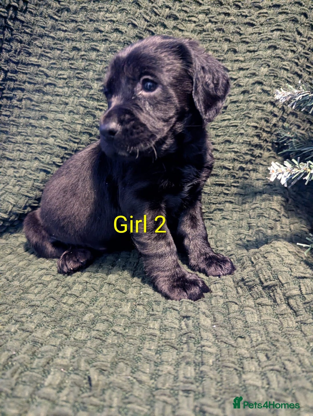 Cockerdor dogs for sale: Cockador Puppies - Advert 28